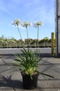 Agapanthus africanus TWISTER (PBR) cont. 10L (blauw/ wit) +f
