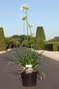 Agapanthus africanus TWISTER (PBR) cont. 10L (blue/ white) +ф