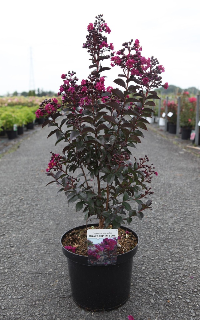 [P] Lagerstroemia indica 'Rhapsody in Blue' cont. 10L 60-80 cm +ф