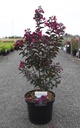 Lagerstroemia indica 'Rhapsody in Blue' cont. 10L 60-80 cm +f