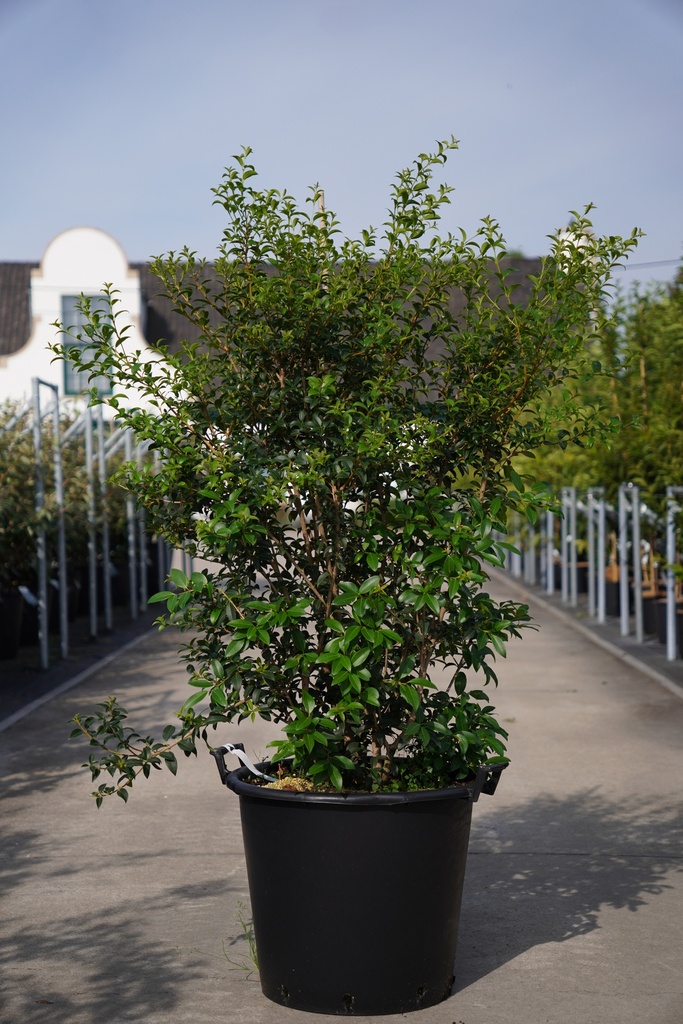 [P] Osmanthus burkwoodii cont. 50L 125-150 cm