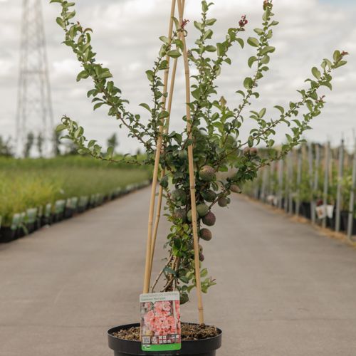 Chaenomeles superba 'Salmon Horizon' cont. 10L 80-90 cm pyramid +ф