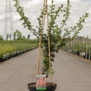 Chaenomeles superba 'Salmon Horizon' cont. 10L 80-90 cm pyramid +ф