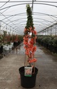 Chaenomeles superba 'Salmon Horizon' cont. 10L 80-90 cm pyramid +p