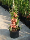 Chaenomeles superba 'Salmon Horizon' cont. 10L 80-90 cm pyramid +p