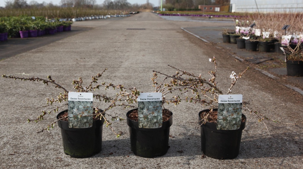 [P] Prunus 'Snow Fountains' cont. 3,6L 30-40 cm +p