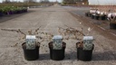 Prunus 'Snow Fountains' cont. 3,6L 30-40 cm +ф