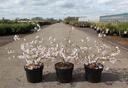 Prunus incisa 'Oshidori' cont. 3,6L 30-40 cm +p
