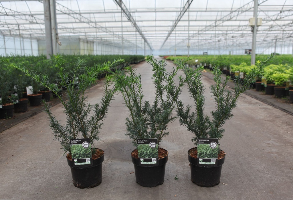 Taxus media 'Farmen' cont. 3L 20/+ cm +ф