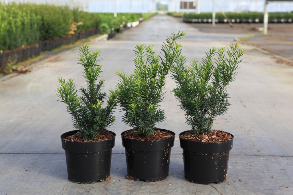 [P] Taxus media 'Farmen' cont. 3L 20/+ cm +f