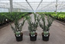 Taxus media 'Farmen' cont. 3L 20/+ cm +ф