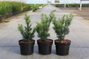 Taxus media 'Farmen' cont. 3L 20/+ cm +ф