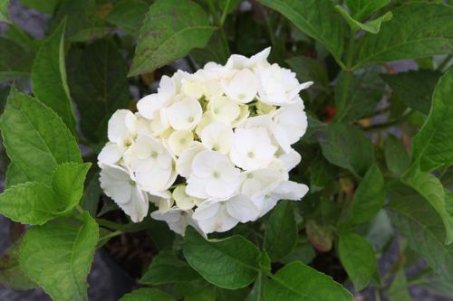 Hydrangea macrophylla 'Soeur Thérèse' cont. 25L 60-70 cm +ф
