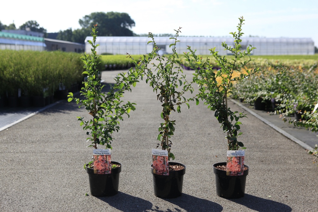 [P] Chaenomeles superba 'Salmon Horizon' cont. 3,6L 40/+ cm met stok +f
