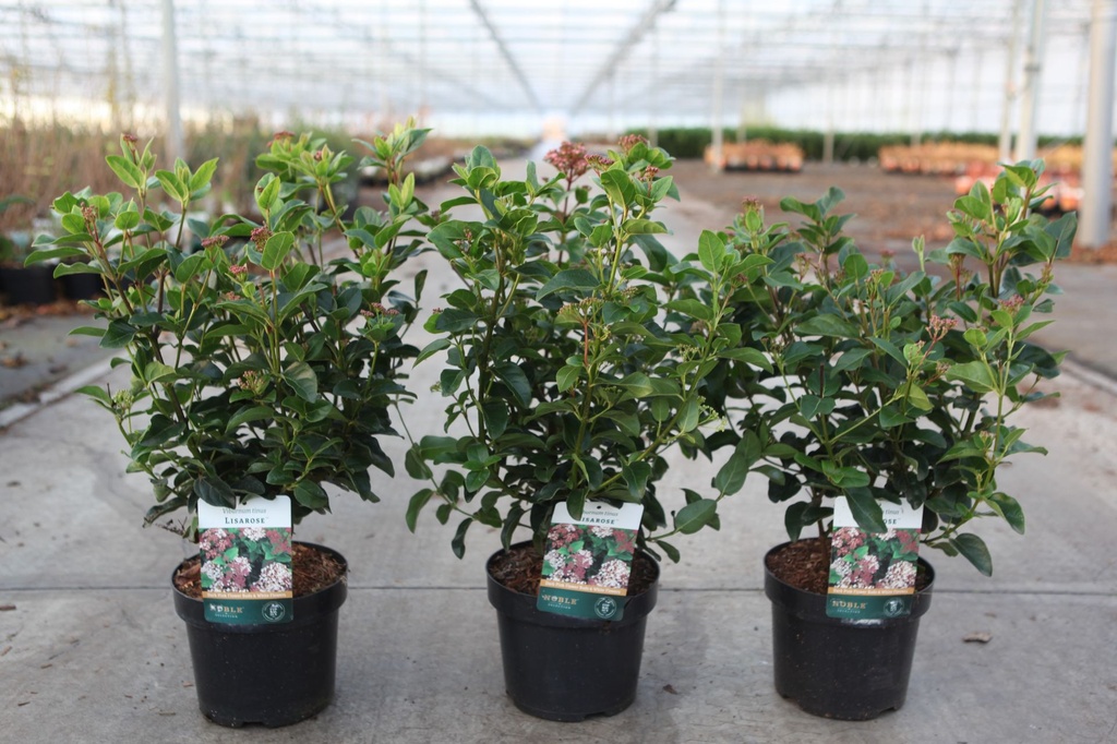 Viburnum tinus 'Lisarose' (PBR) cont. 3,6L 30-40 cm +p
