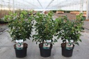 Viburnum tinus 'Lisarose' (PBR) cont. 3,6L 30-40 cm +p