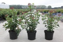 Viburnum tinus 'Lisarose' (PBR) cont. 3,6L 30-40 cm +p