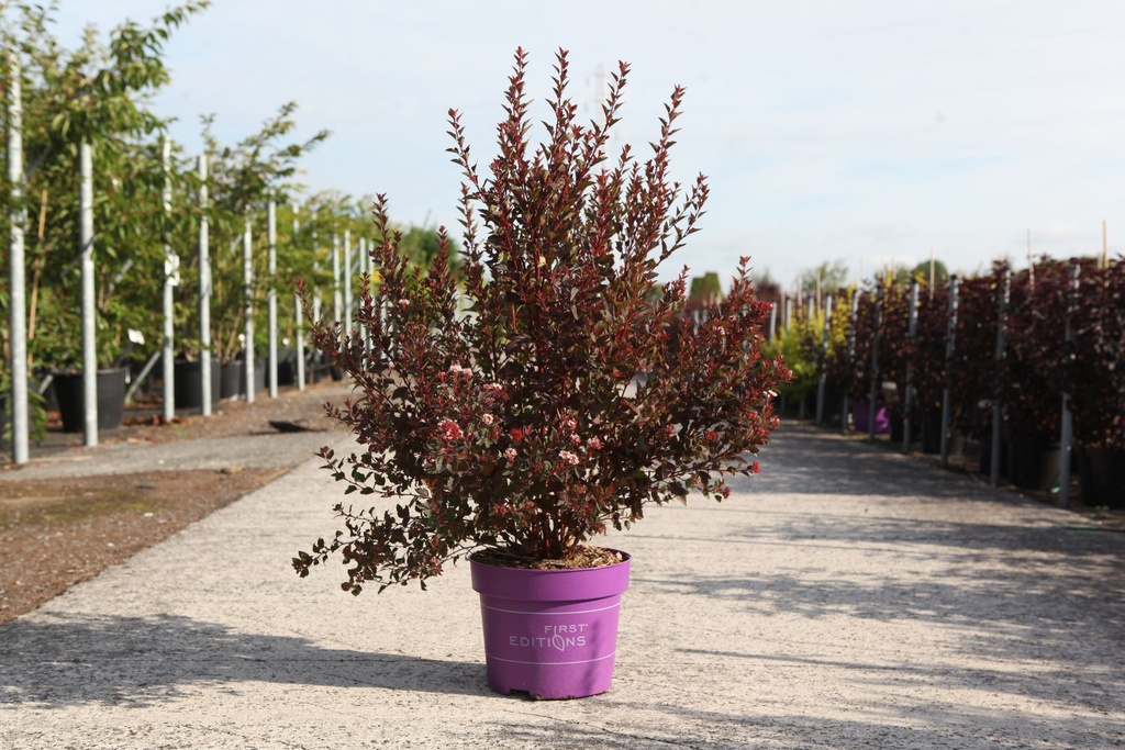 [P] Physocarpus opulifolius First Editions® 'Spicy Devil' (PBR) cont. 10L deco 60-80 cm +ф