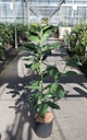Magnolia 'Joli Pompon' cont. 12L 80/+ cm +f