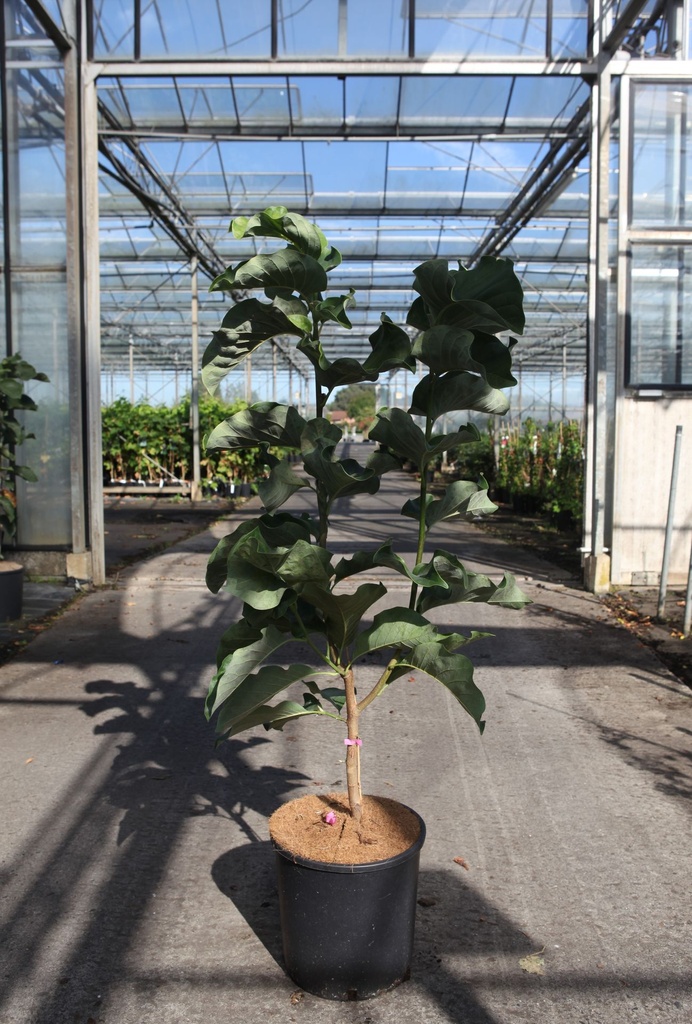 [P] Magnolia 'Daybreak' cont. 12L 80/+ cm