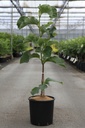 Magnolia 'Daybreak' cont. 12L 80/+ cm
