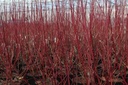 Cornus sericea First Editions® 'Firedance' cont. 3,6L deco 30-40 cm +p