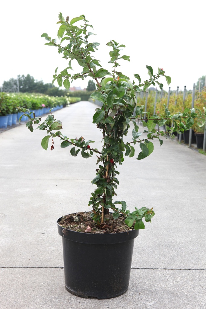 Chaenomeles speciosa 'Scarlet Storm' Proven Winners® (PBR) cont. 10L deco 80/+ cm pyramid +p