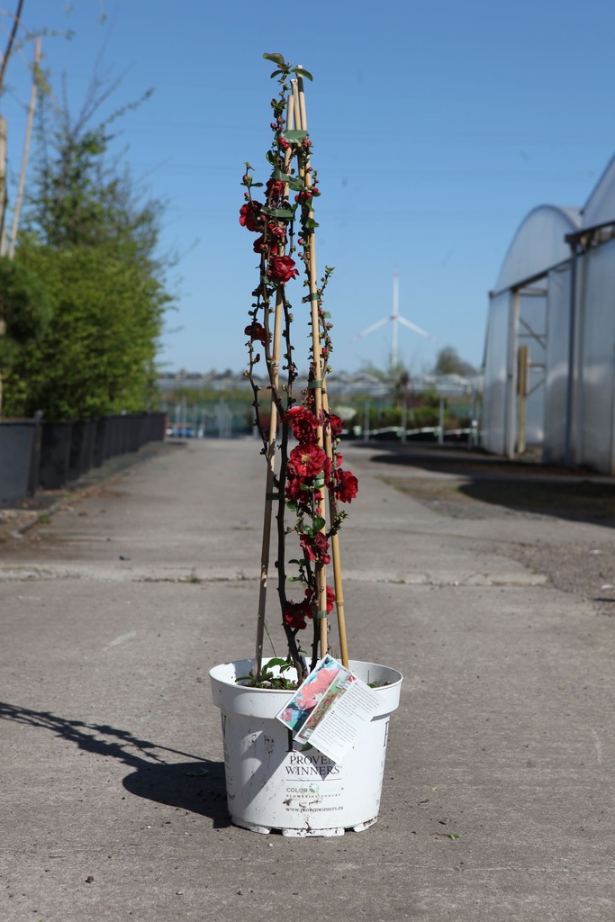 [P] Chaenomeles speciosa Proven Winners® 'Scarlet Storm' (PBR) cont. 10L deco 80/+ cm Pyramide +B