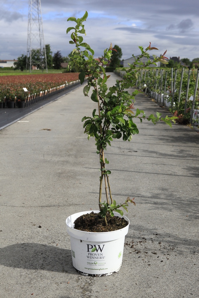 [P] Chaenomeles speciosa Proven Winners® 'Scarlet Storm' (PBR) cont. 10L deco 80/+ cm pyramid +p