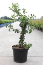 Chaenomeles speciosa 'Scarlet Storm' Proven Winners® (PBR) cont. 10L deco 80/+ cm pyramid +p