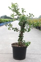 Chaenomeles speciosa Proven Winners® 'Scarlet Storm' (PBR) cont. 10L déco 80/+ cm pyramide +p