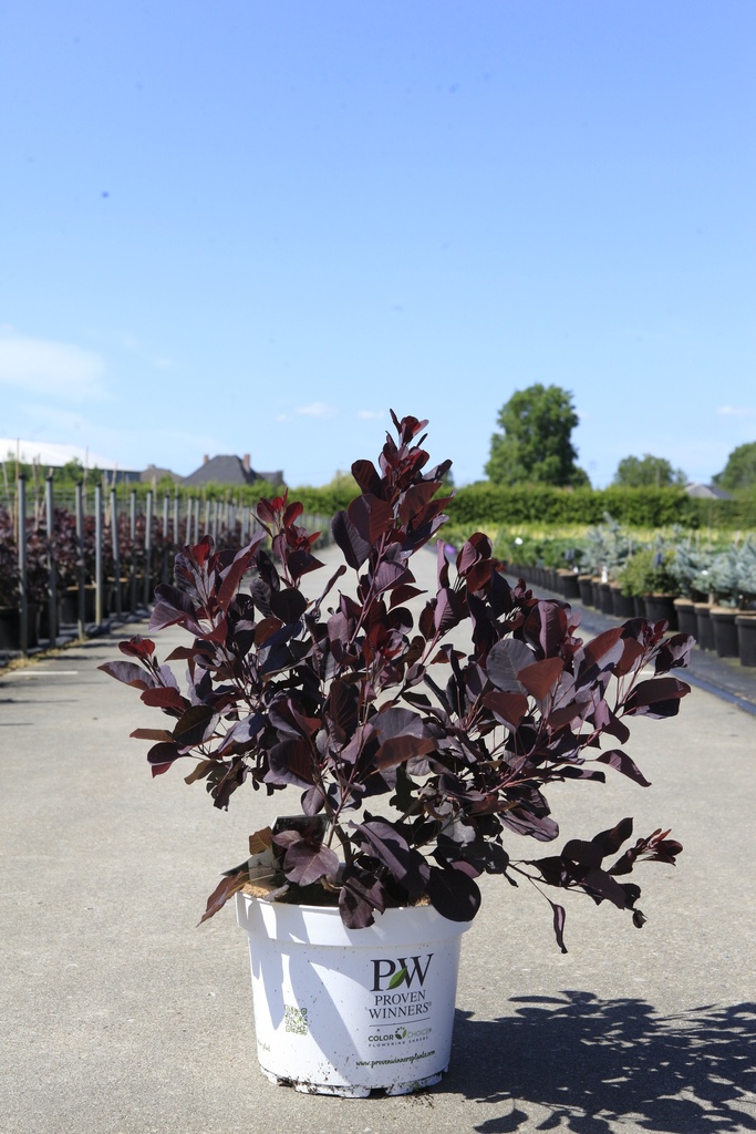 [P] Cotinus coggygria Proven Winners® WINECRAFT BLACK (PBR) cont. 10L deco 60-80 cm +ф
