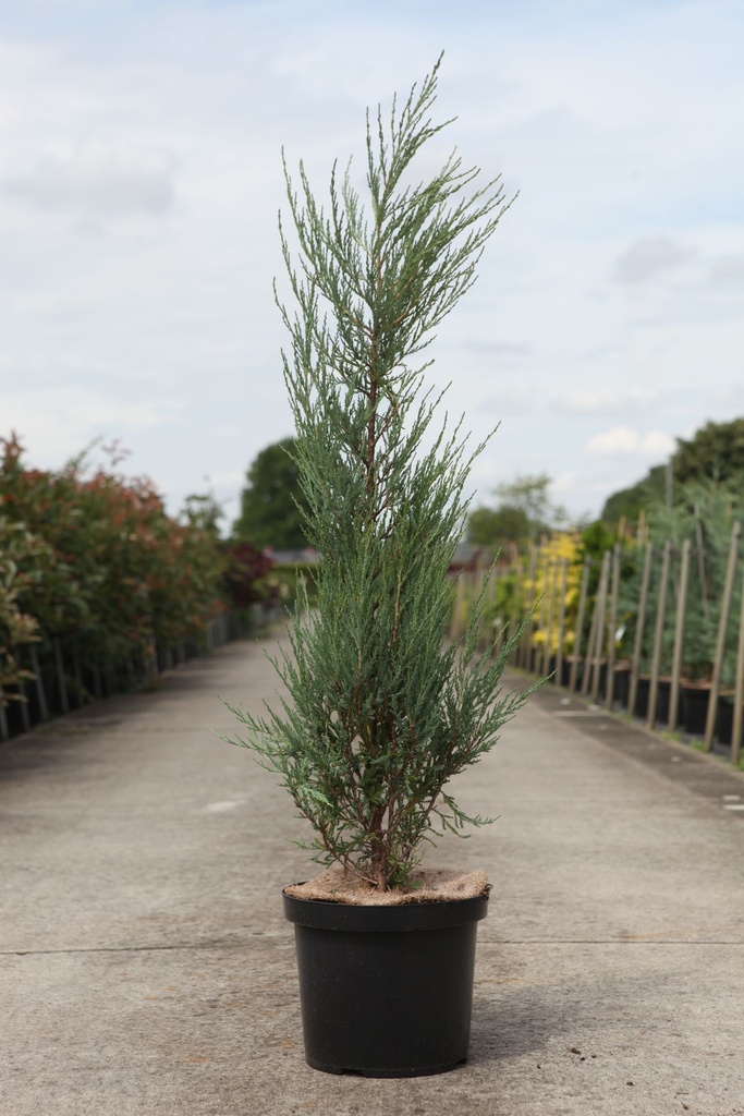 [P] Juniperus scopulorum BLUE IVORY (PBR) cont. 10L 80-100 cm