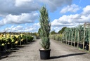 Juniperus scopulorum BLUE IVORY (PBR) cont. 10L 80-100 cm