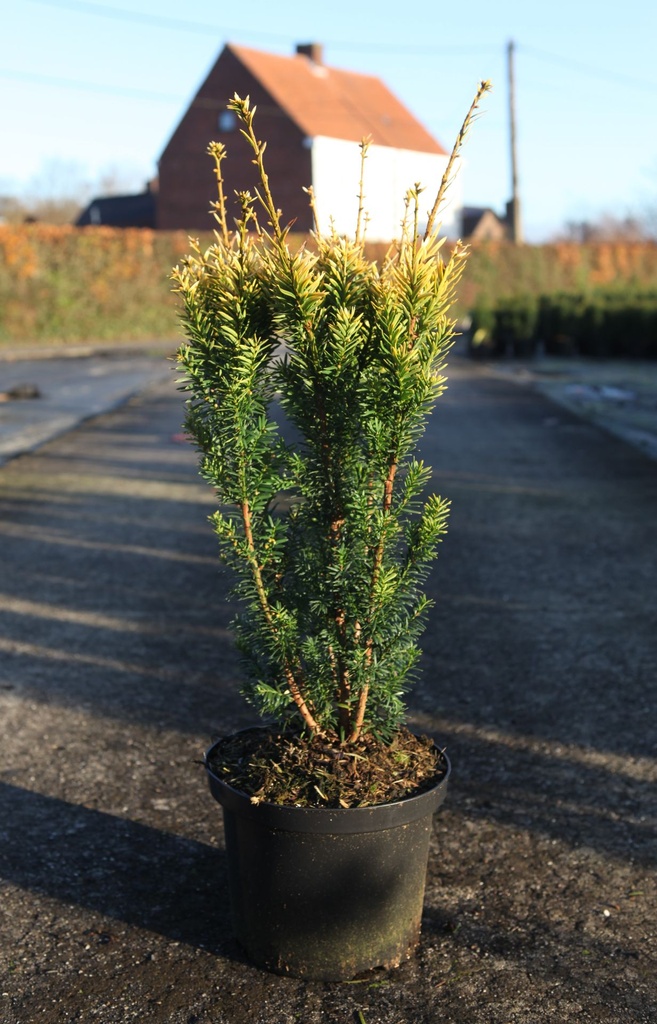 [P] Taxus baccata 'Jalako Sunrise' cont. 5L 40/+ cm