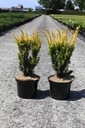 Taxus baccata 'Jalako Sunrise' Kont. 5L 40/+ cm