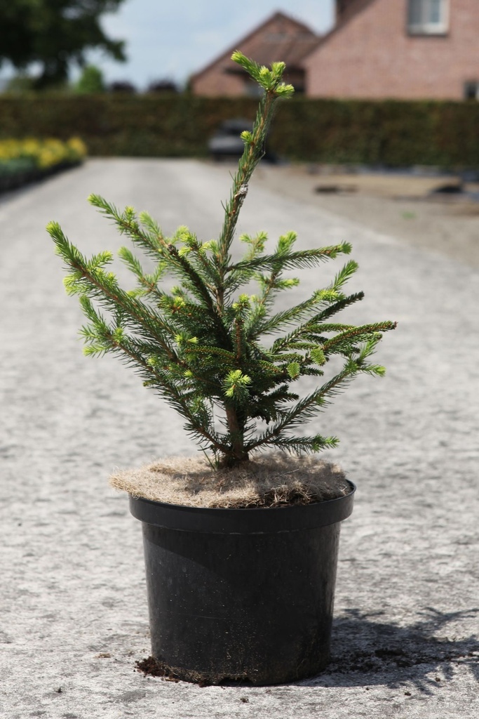 [P] Picea orientalis 'Aureospicata' cont. 5L 30/+ cm
