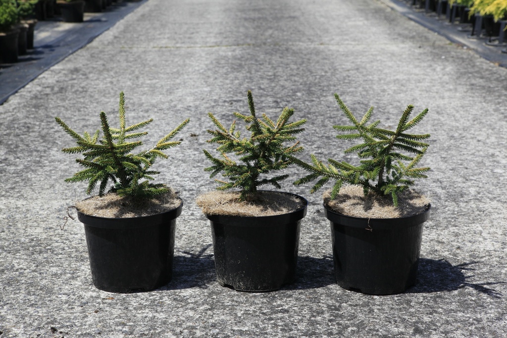 Picea orientalis 'Aureospicata' cont. 5L 30/+ cm