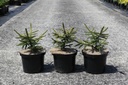 Picea orientalis 'Aureospicata' Kont. 5L 30/+ cm