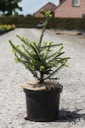 Picea orientalis 'Aureospicata' cont. 5L 30/+ cm