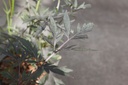 Sambucus nigra CHERRY LACE (PBR) cont. 3,6L 30/+ cm +p