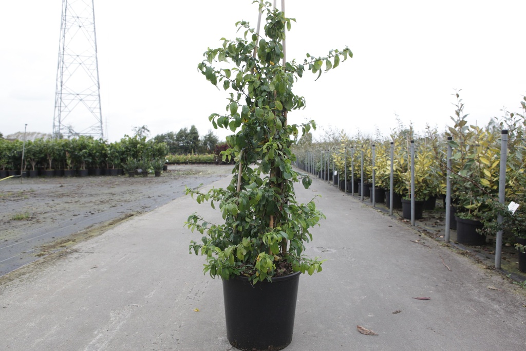 Chaenomeles speciosa 'Yukigoten' cont. 10L 80-90 cm Pyramide +B
