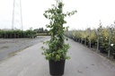 Chaenomeles speciosa 'Yukigoten' cont. 10L 80-90 cm pyramid +ф