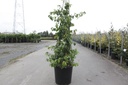 Chaenomeles speciosa 'Yukigoten' cont. 10L 80-90 cm pyramide +p