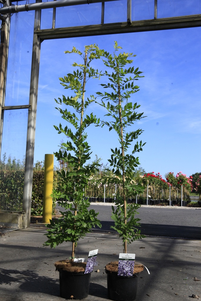 Wisteria Grande Diva® MARIA (PBR) Kont. 5L 150/+ cm (blau) +B