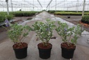 Vitex Magical® CHICAGOLAND BLUES (PBR) cont. 3,6L 30-40 cm +ф