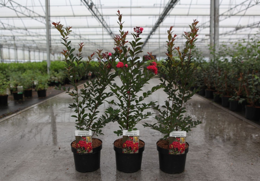 Lagerstroemia indica Enduring® RED (PBR) cont. 3L 30-40 cm +B