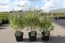 Caryopteris clandonensis 'Summer Sorbet' (PBR) cont. 3,6L 30-40 cm +ф