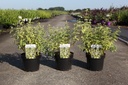 Caryopteris clandonensis 'Summer Sorbet' (PBR) cont. 3,6L 30-40 cm +ф