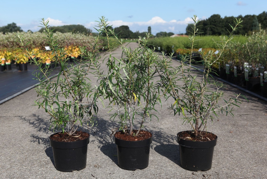 Hippophae rhamnoides 'Hergo' cont. 3,6L 40-50 cm (vr) +f